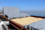 چین در واردات گندم رکورد زد